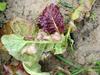 Korean Round Snails  at my family farm