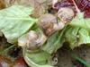 Korean Round Snails  at my family farm