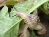 Korean Round Snail  at my family farm