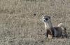 Black-footed Ferret (Mustela nigripes)