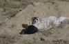 Black-footed Ferret (Mustela nigripes)