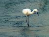 Little Egret (Egretta garzetta garzetta)