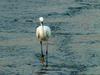 Little Egret (Egretta garzetta garzetta)