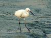 Little Egret (Egretta garzetta garzetta)