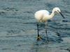 Little Egret (Egretta garzetta garzetta)