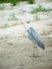 Gray Heron