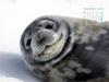 KOPRI Calendar 2003.12: Weddell Seal cub