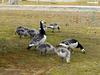 KOPRI Calendar 2003.12: Barnacle Goose family