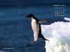 KOPRI Calendar 2004.01: Jump of an Adelie Penguin