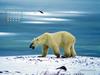 KOPRI Calendar 2004.02: Polar Bear (Ursus maritimus)