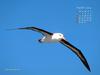 KOPRI Calendar 2004.03: Black-browed albatross (Diomedea melanophrys) in flight