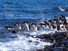 KOPRI Calendar 2004.04: Adelie Penguin (Pygoscelis adeliae) flock