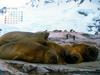 KOPRI Calendar 2004.06: Southern Elephant Seals (Mirounga leonina)