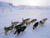 KOPRI Calendar 2004.10: Sled Dogs