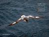 KOPRI Calendar 2004.10: Cape Petrel (Daption capense) in flight