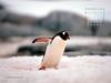 KOPRI Calendar 2004.12: Gentoo Penguin (Pygoscelis papua)