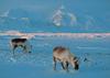 [Arctic Animals] Grazing Reindeer