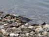 [Arctic Animals] Sanderling (Calidris alba)