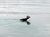 [Arctic Animals] Atlantic Puffin (Fratercula arctica)