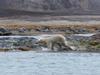 [Arctic Animals] Polar Bear running ashore