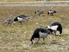 [Arctic Animals] Barnacle Goose (Branta leucopsis) flock