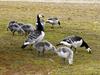 [Arctic Animals] Barnacle Goose (Branta leucopsis) family