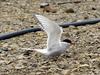 [Arctic Animals] Arctic Tern (Sterna paradisaea)