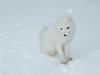 [Arctic Animals] Arctic Fox (Alopex lagopus) - white phase
