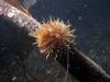[Arctic Underwater] Sea Urchin