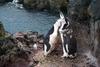 [Antarctic Animals] Chinstrap Penguins (Pygoscelis antarctica) in molting