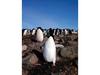 [Antarctic Animals] Adelie Penguins (Pygoscelis adeliae)