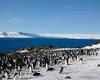 [Antarctic Animals] Adelie Penguins (Pygoscelis adeliae) colony