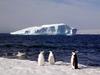 [Antarctic Animals] Chinstrap Penguins (Pygoscelis antarctica)