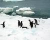 [Antarctic Animals] Gentoo Penguins (Pygoscelis papua)