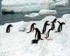 [Antarctic Animals] Gentoo Penguins (Pygoscelis papua)