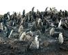 [Antarctic Animals] Chinstrap Penguins (Pygoscelis antarctica) - molting juveniles
