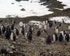 [Antarctic Animals] Gentoo Penguins (Pygoscelis papua) - molting juveniles