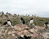 [Antarctic Animals] Gentoo Penguins (Pygoscelis papua) mom and chicks in nest