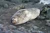 [Antarctic Animals] Weddell Seal (Leptonychotes weddelli)