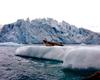 [Antarctic Animals] Leopard Seal (Hydrurga leptonyx)