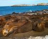 [Antarctic Animals] Southern Elephant Seals (Mirounga leonina)