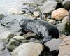 [Antarctic Animals] Weddell Seal (Leptonychotes weddelli)