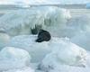 [Antarctic Animals] Antarctic Fur Seal (Arctocephalus gazella)