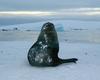 [Antarctic Animals] Antarctic Fur Seal (Arctocephalus gazella)