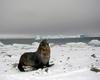 [Antarctic Animals] Antarctic Fur Seal (Arctocephalus gazella)