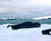 [Antarctic Animals] Leopard Seal (Hydrurga leptonyx)
