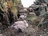 [Antarctic Animals] Greater shearwater (Puffinus gravis) chicks