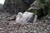 [Antarctic Animals] Greater shearwater (Puffinus gravis)