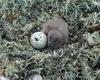 [Antarctic Animals] Antarctic Skua (Catharacta maccormicki)