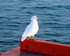 [Antarctic Animals] Snowy Sheathbill (Chionis alba)